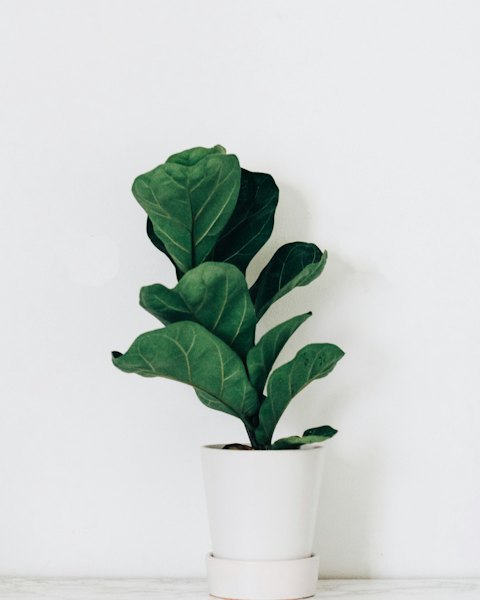 A young fiddle-leaf fig in a white pot