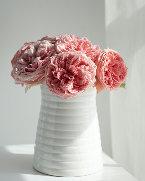 Blush garden roses in a white ribbed ceramic vase by a window