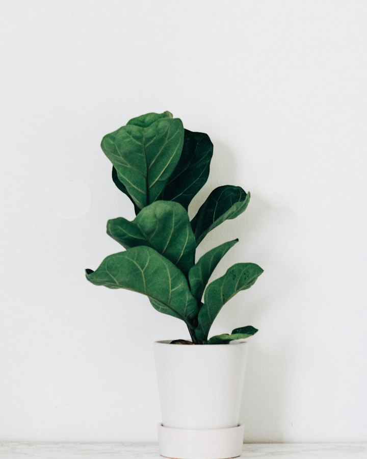 A young fiddle-leaf fig in a white stoneware pot
